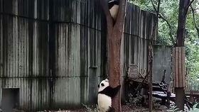 熊貓基地的萌滾滾上演“萌貝樹”地盤爭(zhēng)奪戰(zhàn)
